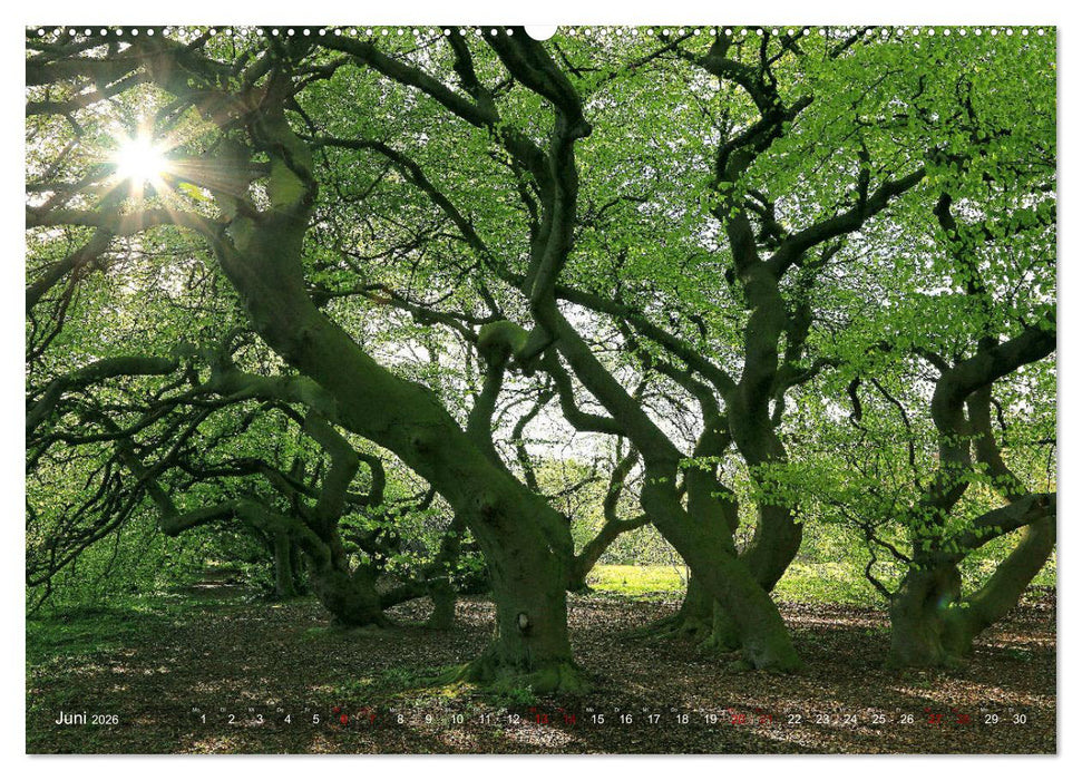 Das Jahr in der Süntelbuchenallee (CALVENDO Wandkalender 2026)