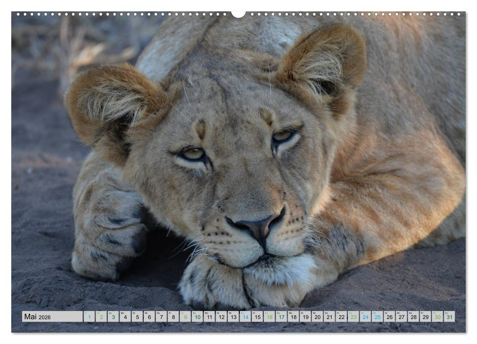 Löwen. Die Könige Afrikas (CALVENDO Wandkalender 2026)