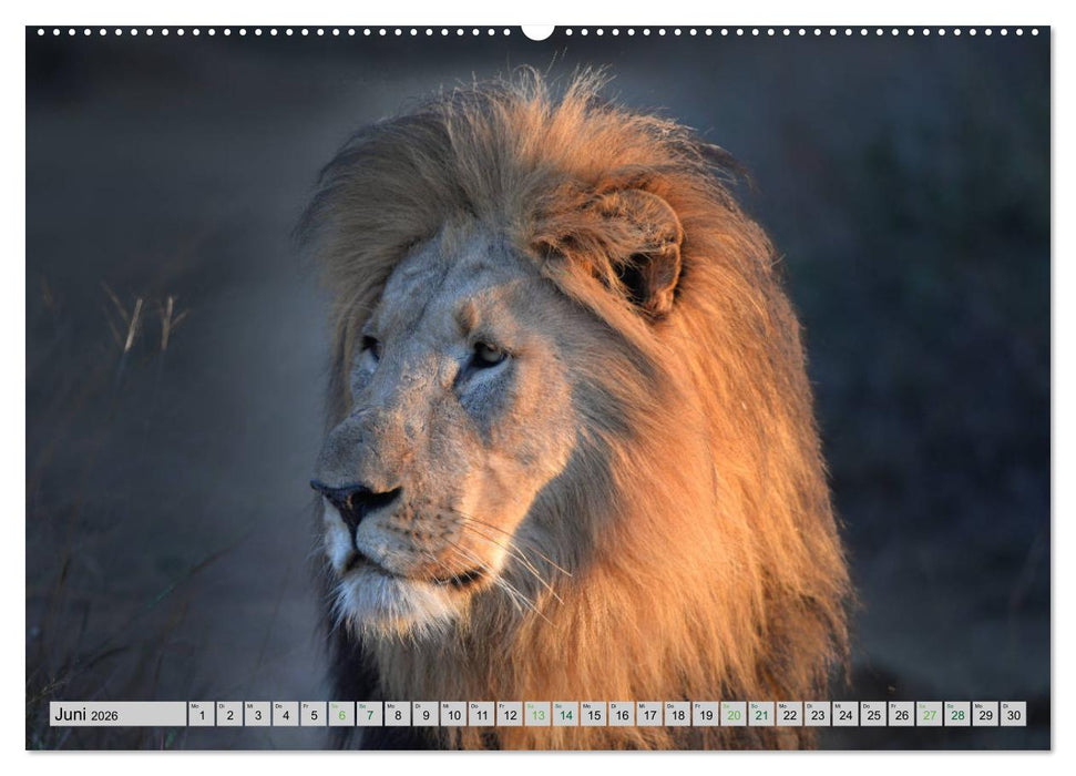 Löwen. Die Könige Afrikas (CALVENDO Wandkalender 2026)