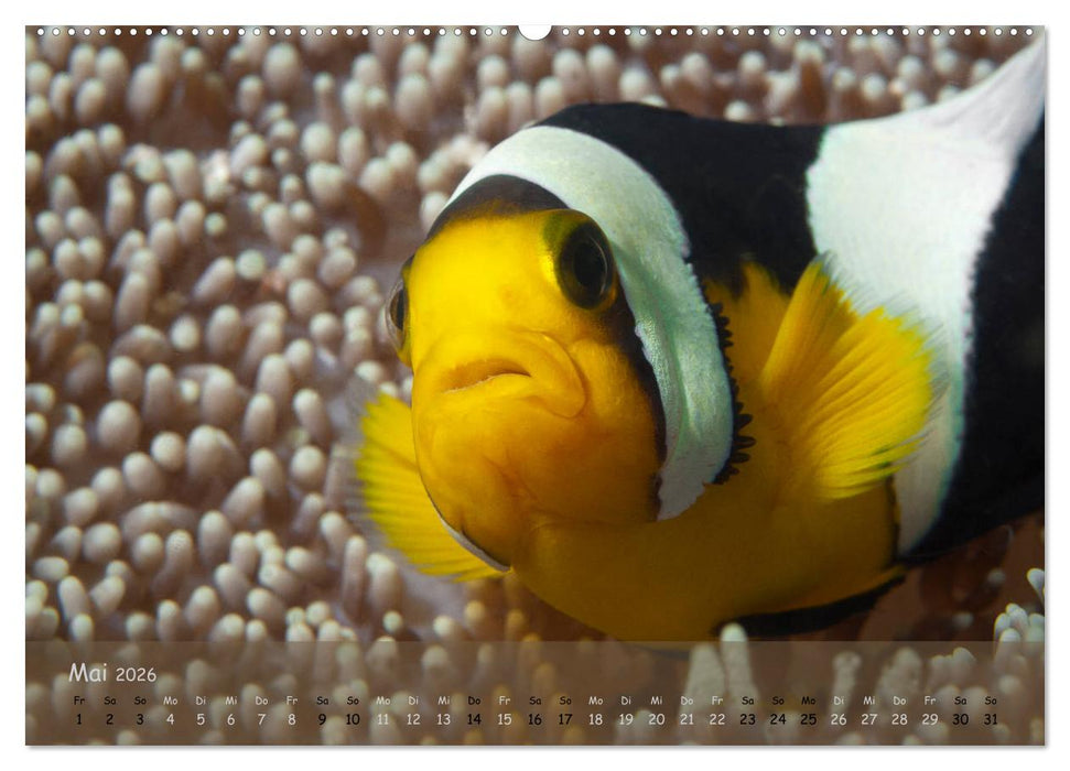 Anemonenfische - Streitbare Gesellen (CALVENDO Wandkalender 2026)