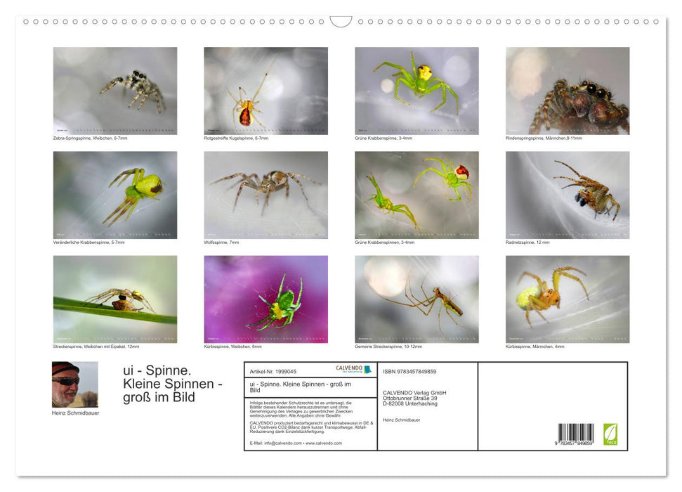 ui - Spinne. Kleine Spinnen - groß im Bild (CALVENDO Wandkalender 2026)