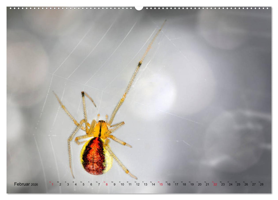 ui - Spinne. Kleine Spinnen - groß im Bild (CALVENDO Wandkalender 2026)