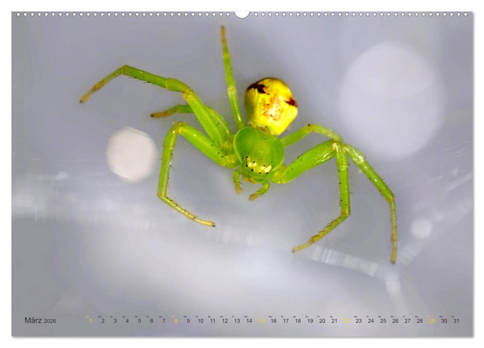 ui - Spinne. Kleine Spinnen - groß im Bild (CALVENDO Wandkalender 2026)