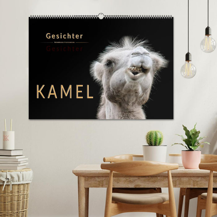 Kamel Gesichter (CALVENDO Wandkalender 2026)