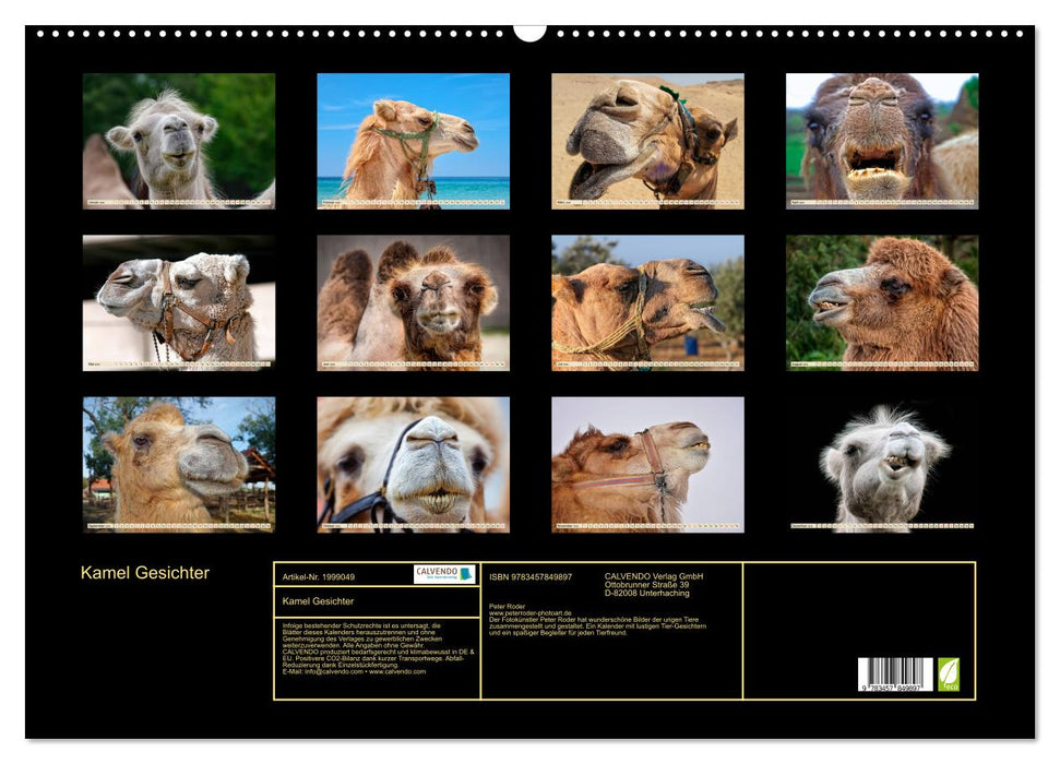 Kamel Gesichter (CALVENDO Wandkalender 2026)