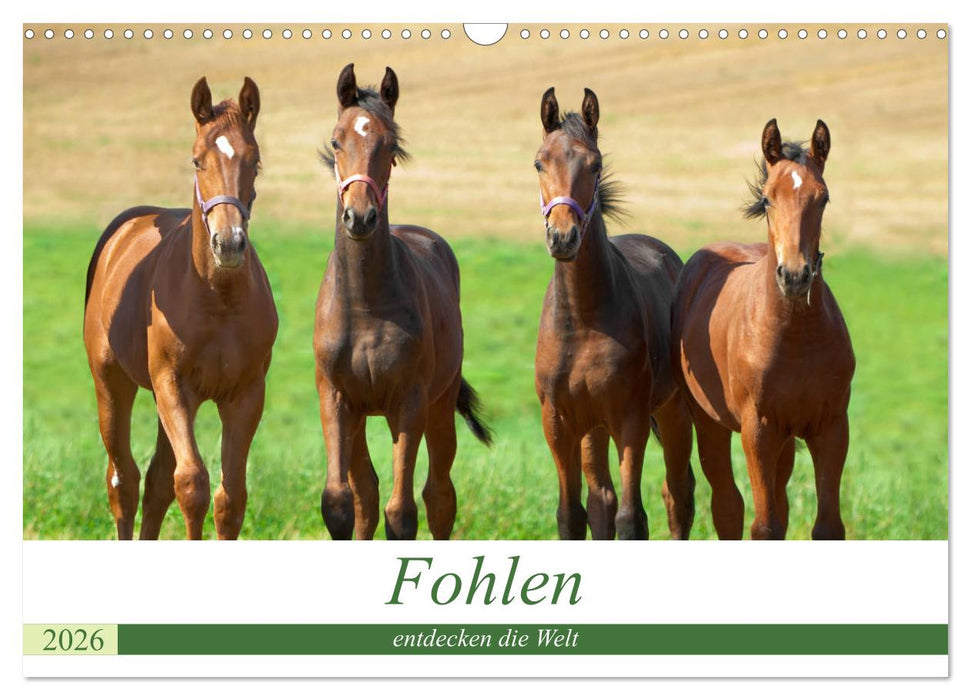 Fohlen entdecken die Welt (CALVENDO Wandkalender 2026)