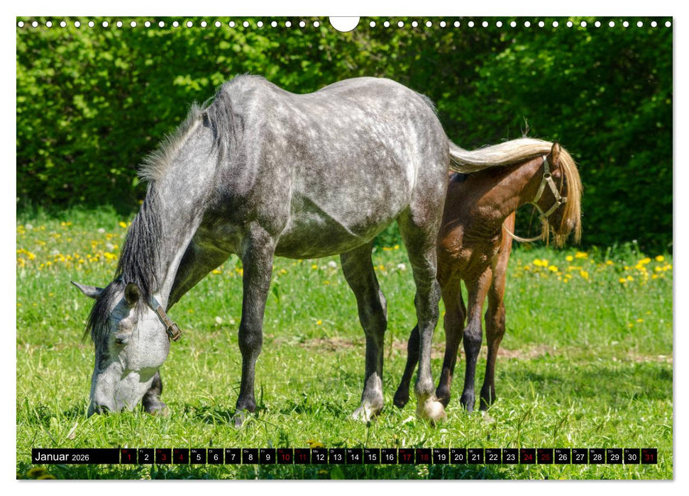 Fohlen entdecken die Welt (CALVENDO Wandkalender 2026)
