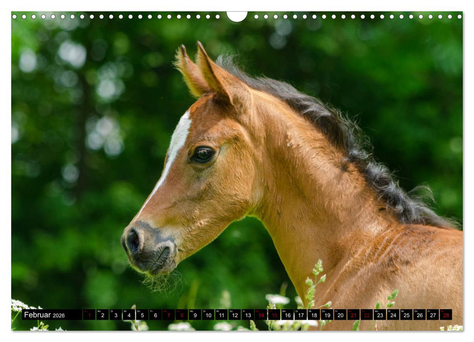 Fohlen entdecken die Welt (CALVENDO Wandkalender 2026)