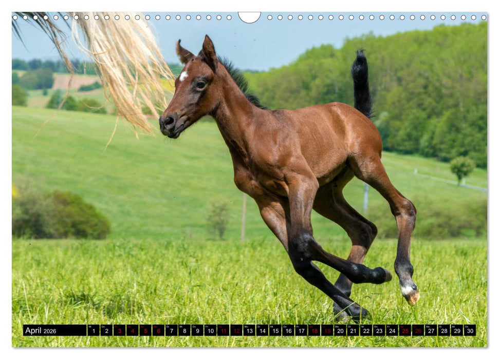 Fohlen entdecken die Welt (CALVENDO Wandkalender 2026)