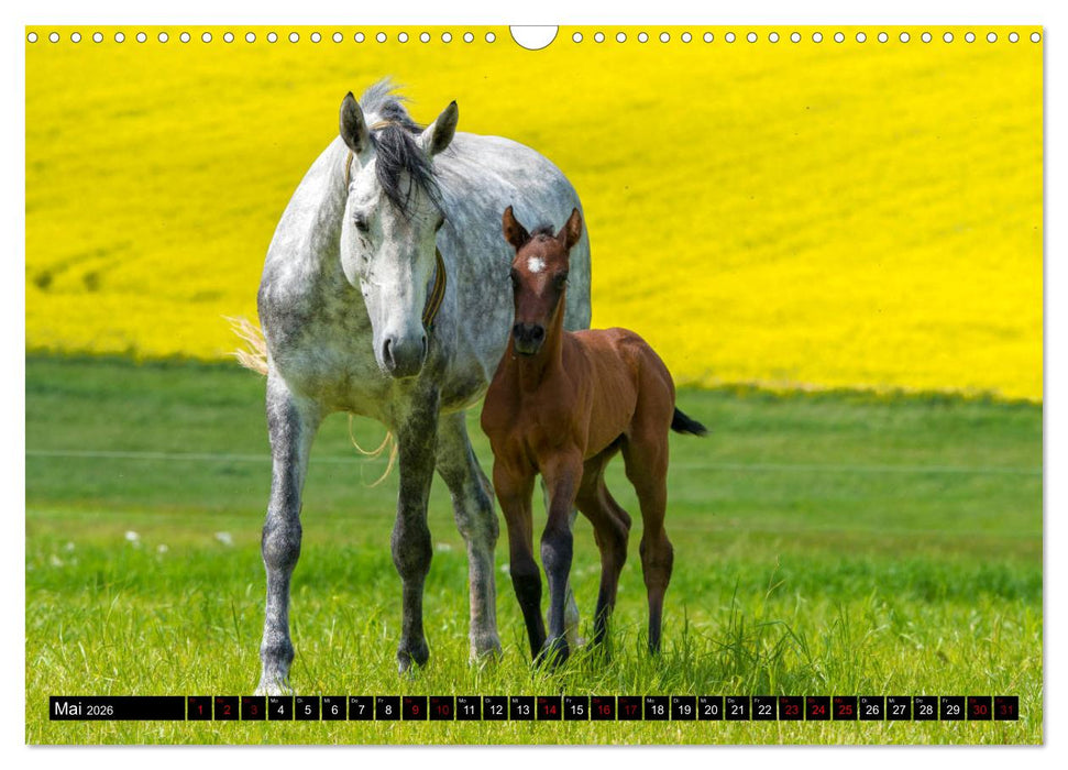 Fohlen entdecken die Welt (CALVENDO Wandkalender 2026)