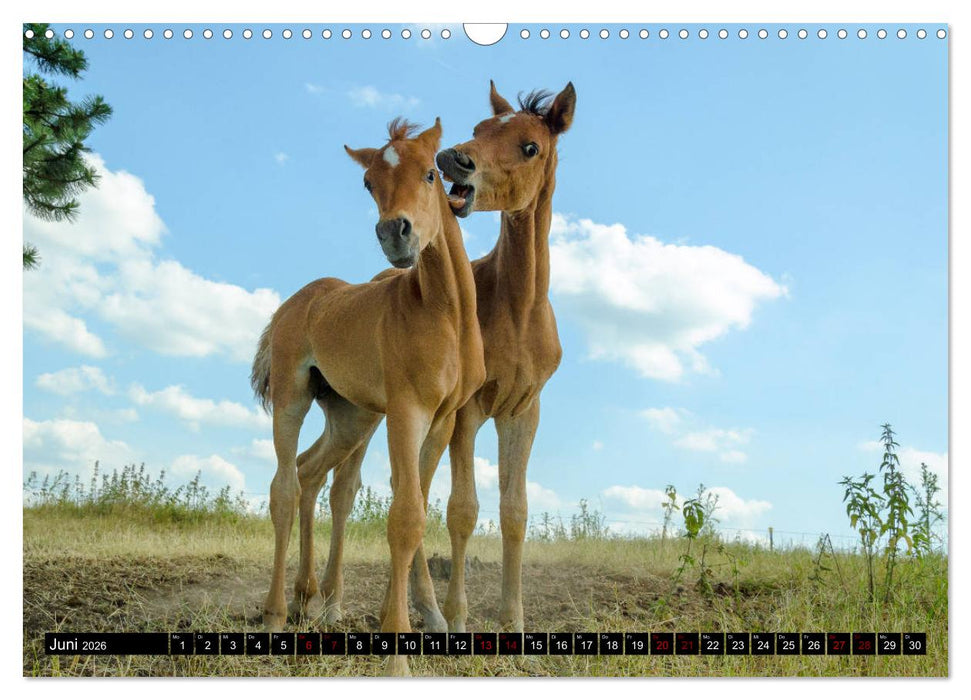 Fohlen entdecken die Welt (CALVENDO Wandkalender 2026)
