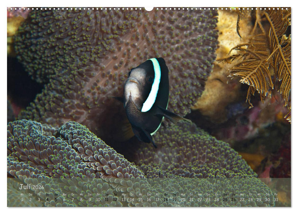 Anemonenfische - Streitbare Gesellen (CALVENDO Premium Wandkalender 2026)