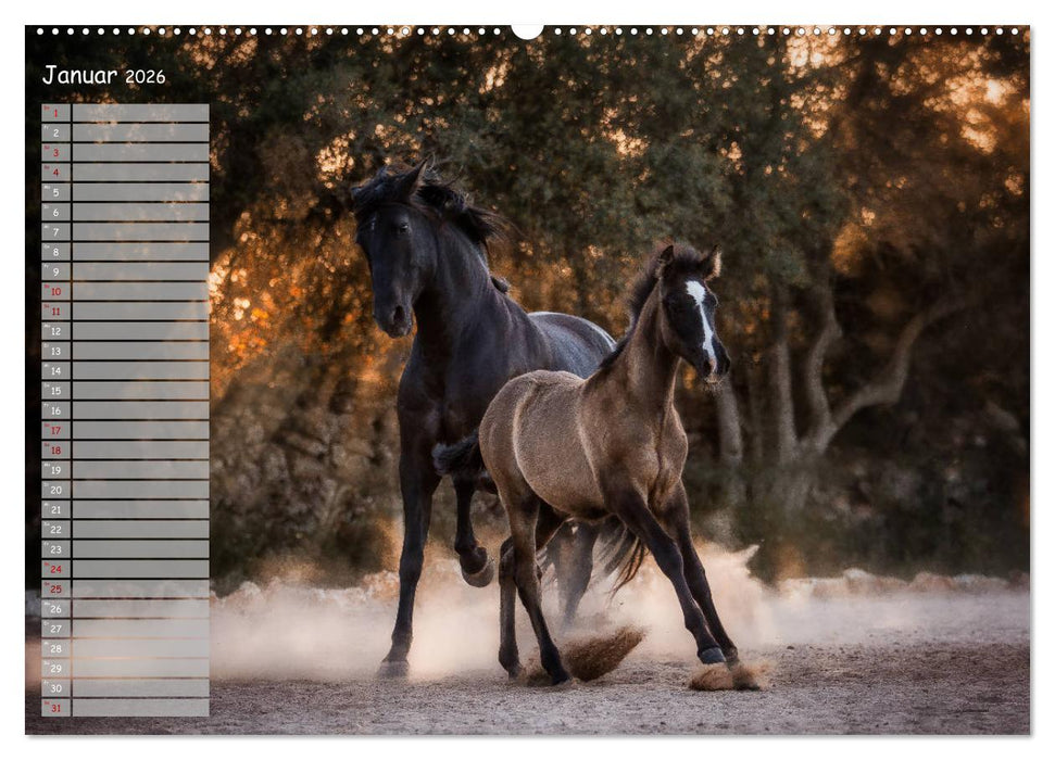 Pferde - Spiegel deiner Seele (CALVENDO Wandkalender 2026)