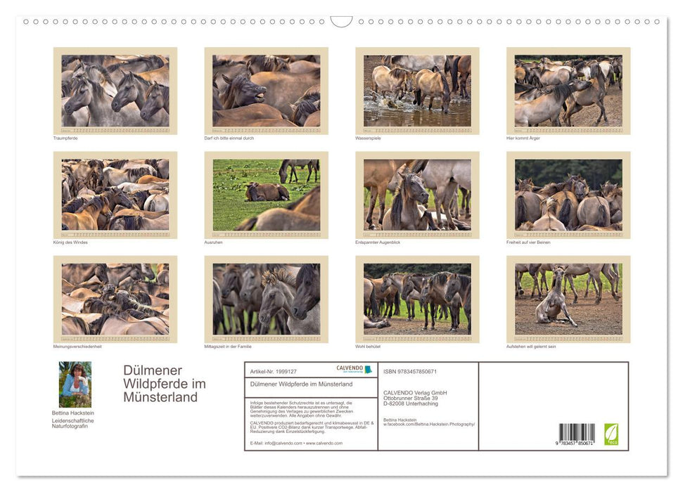 Dülmener Wildpferde im Münsterland (CALVENDO Wandkalender 2026)