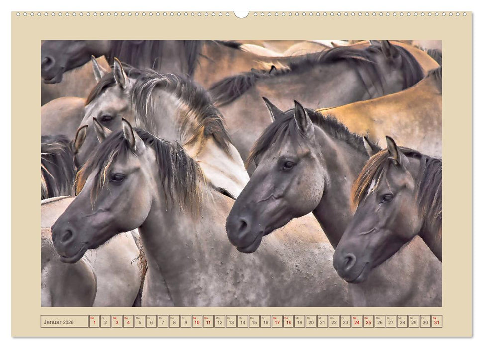 Dülmener Wildpferde im Münsterland (CALVENDO Wandkalender 2026)