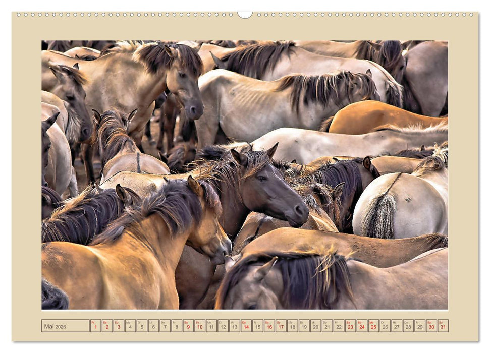 Dülmener Wildpferde im Münsterland (CALVENDO Wandkalender 2026)