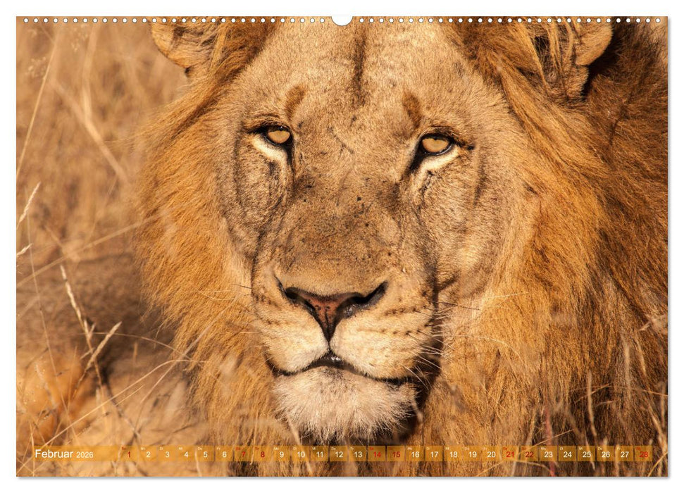 Die Welt der Löwen (CALVENDO Wandkalender 2026)