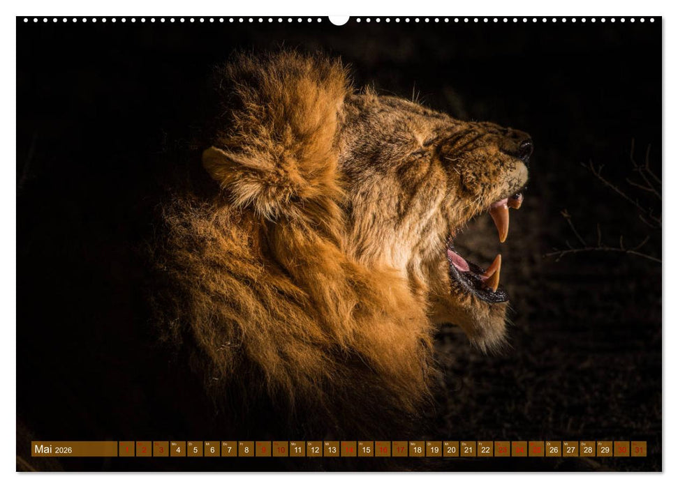 Die Welt der Löwen (CALVENDO Wandkalender 2026)