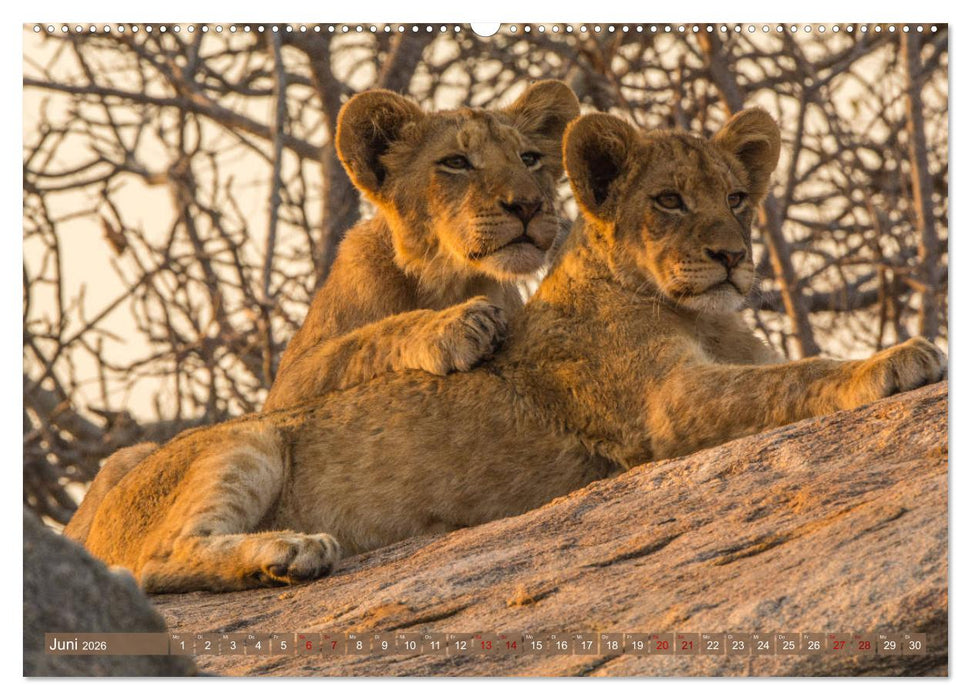 Die Welt der Löwen (CALVENDO Wandkalender 2026)