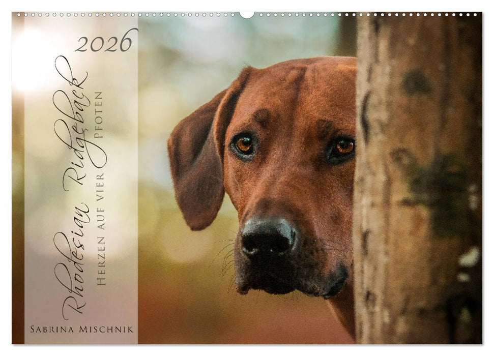 Rhodesian Ridgeback - Herzen auf vier Pfoten (CALVENDO Wandkalender 2026)