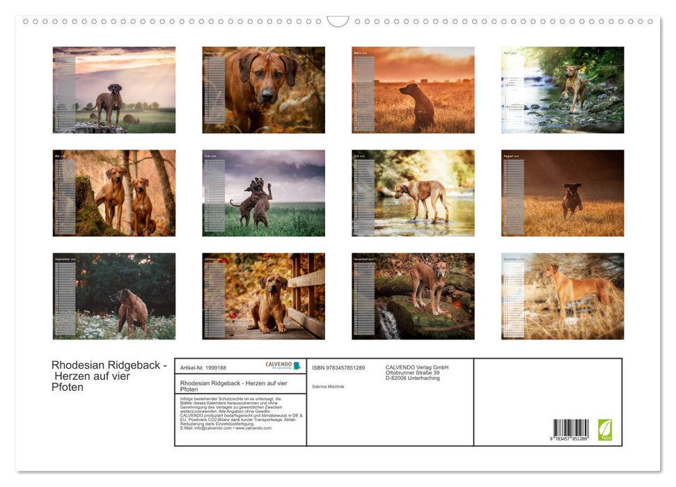 Rhodesian Ridgeback - Herzen auf vier Pfoten (CALVENDO Wandkalender 2026)