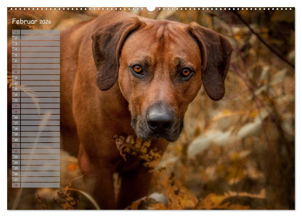 Rhodesian Ridgeback - Herzen auf vier Pfoten (CALVENDO Wandkalender 2026)