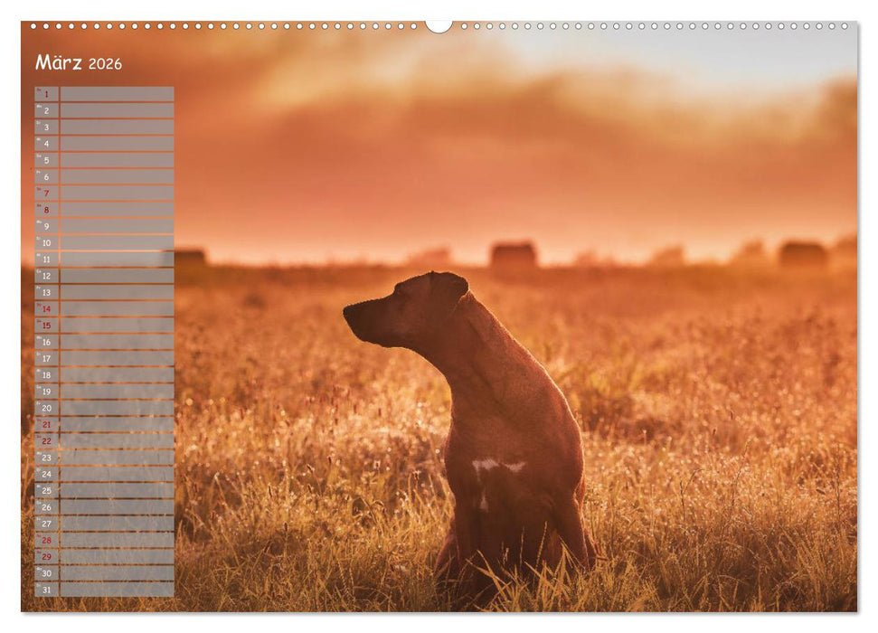 Rhodesian Ridgeback - Herzen auf vier Pfoten (CALVENDO Wandkalender 2026)