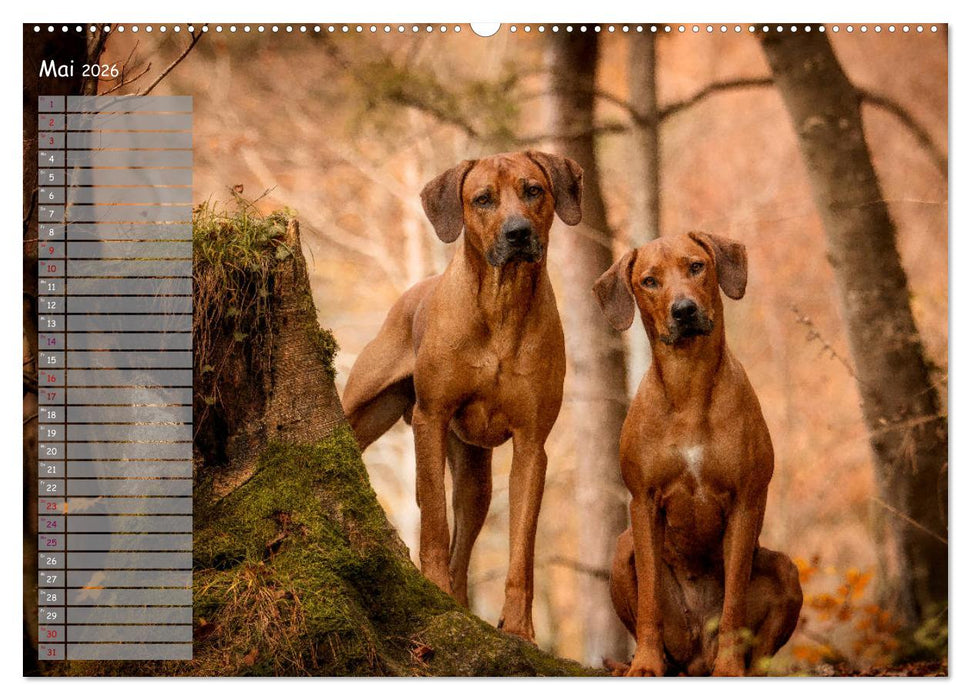 Rhodesian Ridgeback - Herzen auf vier Pfoten (CALVENDO Wandkalender 2026)