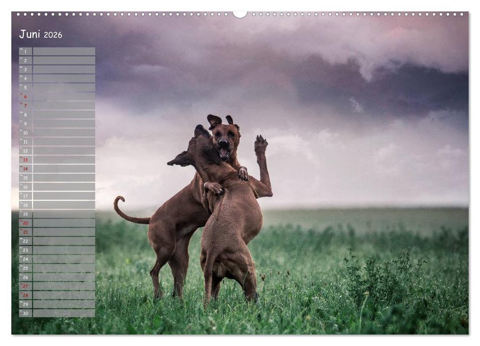 Rhodesian Ridgeback - Herzen auf vier Pfoten (CALVENDO Wandkalender 2026)