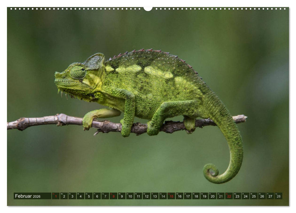 Geheimtipp Uganda (CALVENDO Wandkalender 2026)