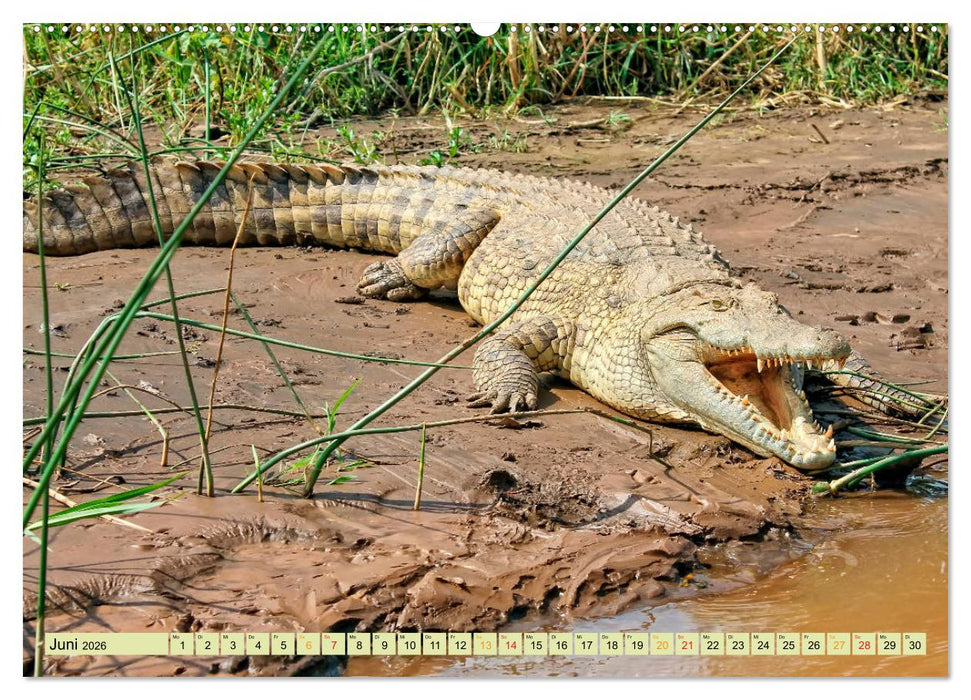 Urzeitreptilien - Krokodil (CALVENDO Wandkalender 2026)