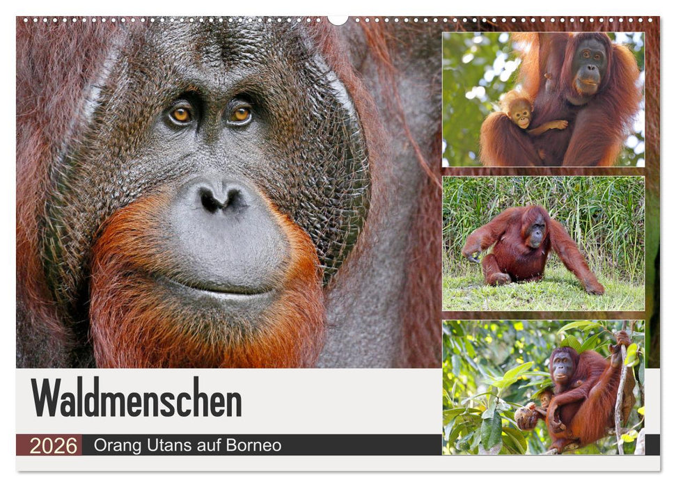 Waldmenschen - Orang Utans auf Borneo (CALVENDO Wandkalender 2026)