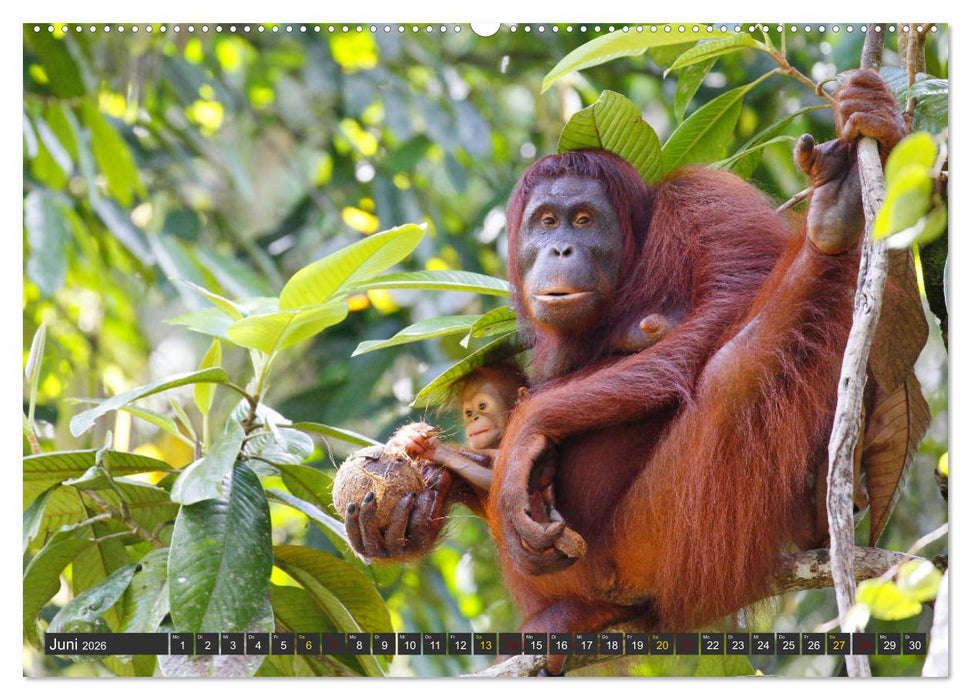 Waldmenschen - Orang Utans auf Borneo (CALVENDO Wandkalender 2026)