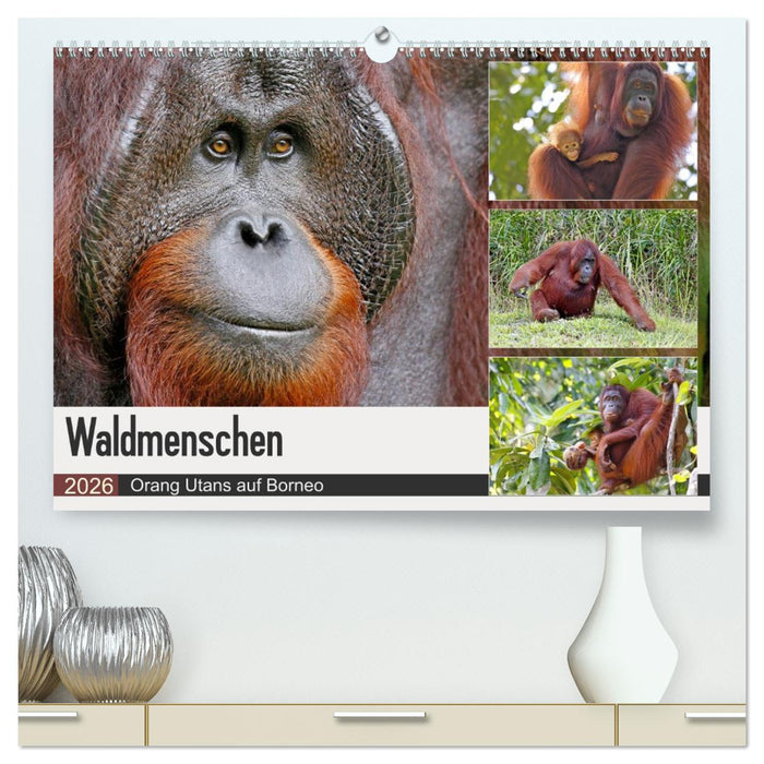 Waldmenschen - Orang Utans auf Borneo (CALVENDO Premium Wandkalender 2026)