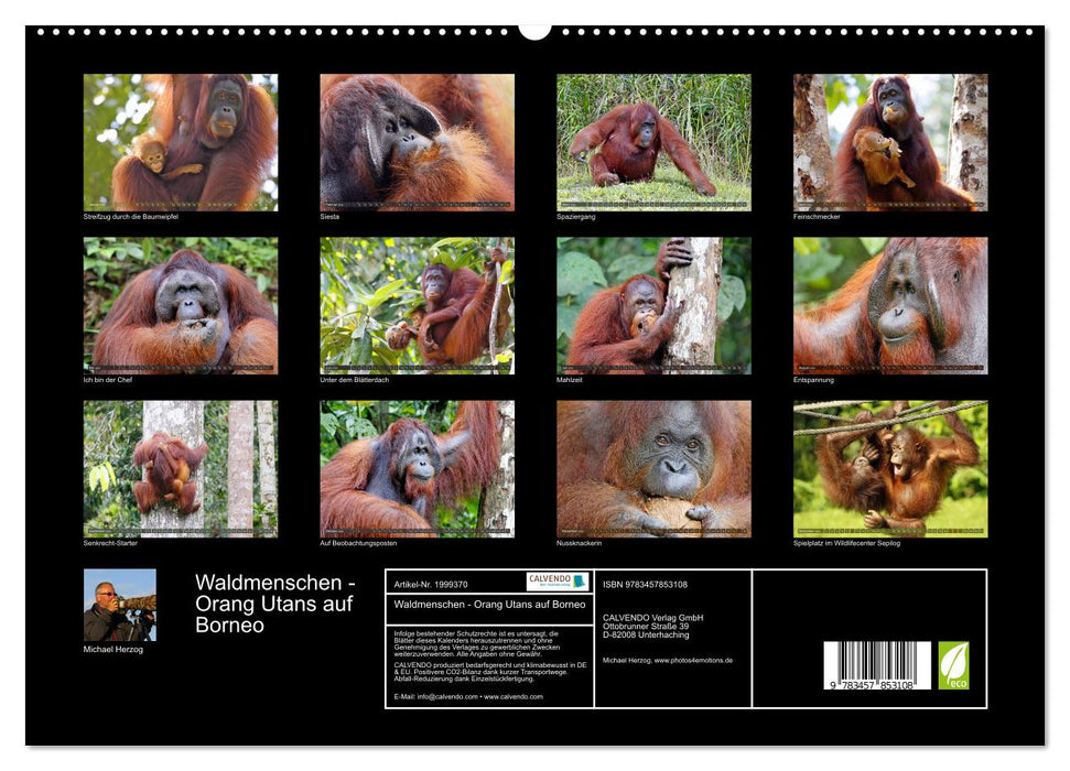 Waldmenschen - Orang Utans auf Borneo (CALVENDO Premium Wandkalender 2026)