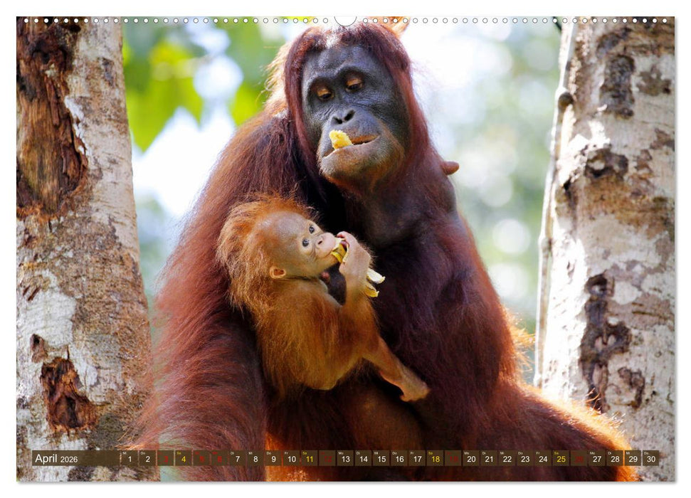 Waldmenschen - Orang Utans auf Borneo (CALVENDO Premium Wandkalender 2026)