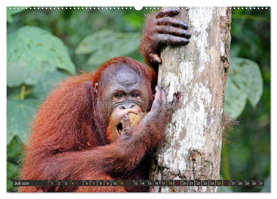 Waldmenschen - Orang Utans auf Borneo (CALVENDO Premium Wandkalender 2026)