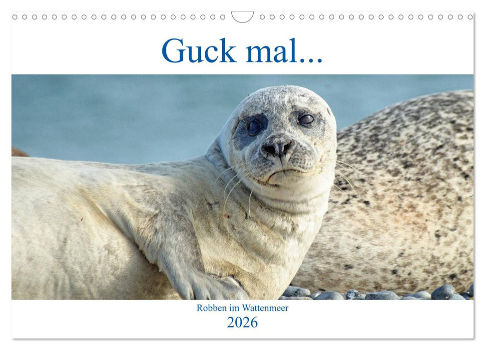 Guck mal ... Robben im Wattenmeer (CALVENDO Wandkalender 2026)