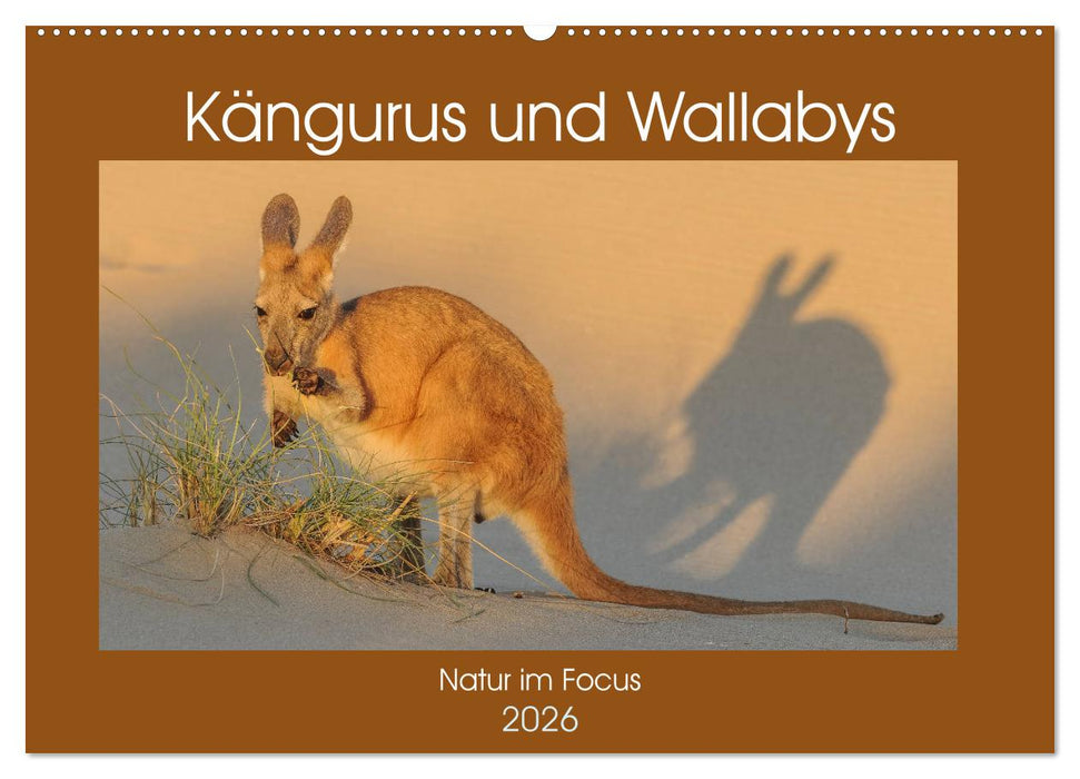 Kängururs und Wallabys (CALVENDO Wandkalender 2026)