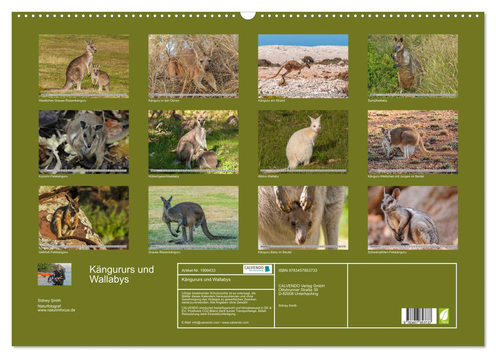Kängururs und Wallabys (CALVENDO Wandkalender 2026)