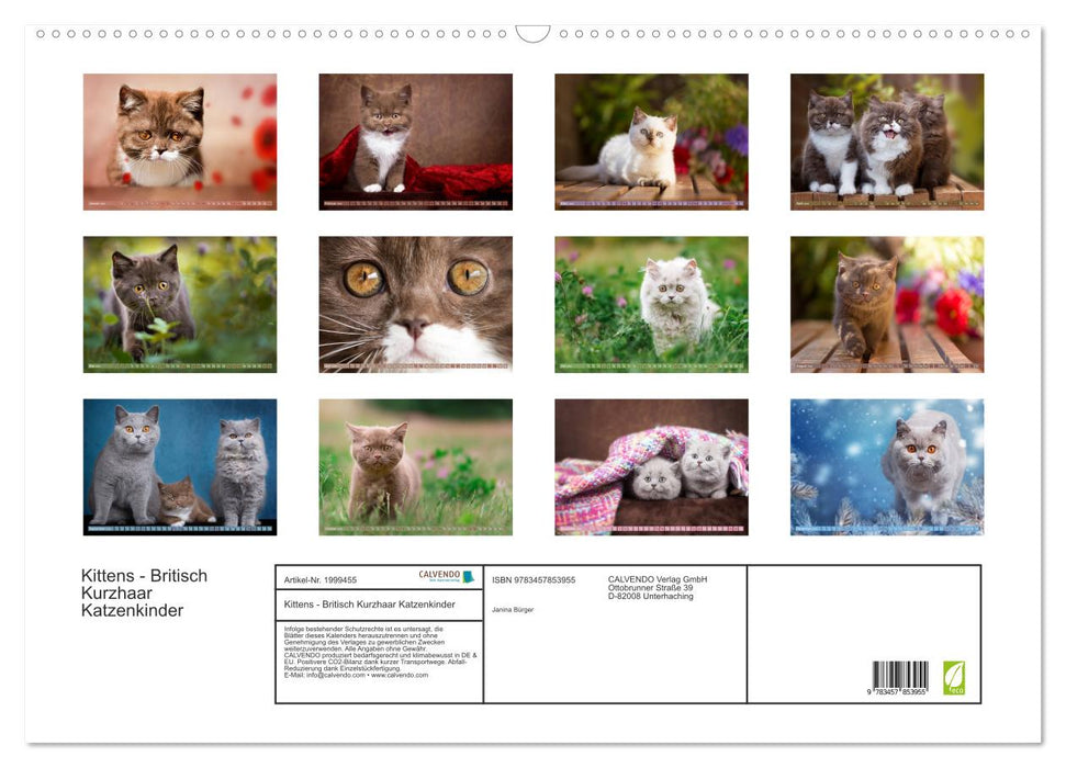 Kittens - Britisch Kurzhaar Katzenkinder (CALVENDO Wandkalender 2026)