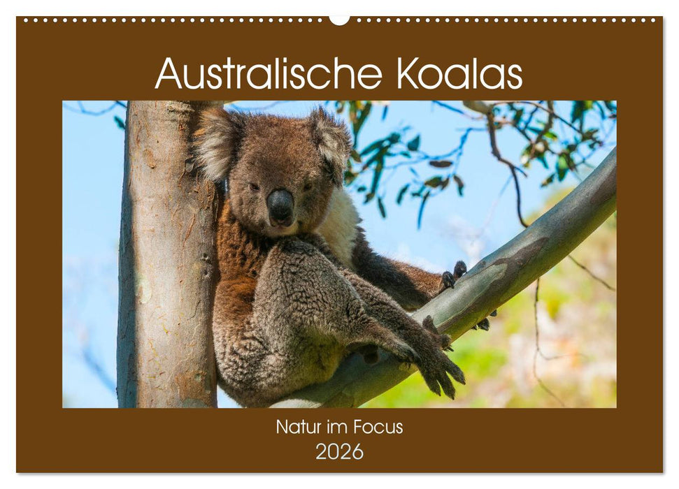 Australische Koalas (CALVENDO Wandkalender 2026)
