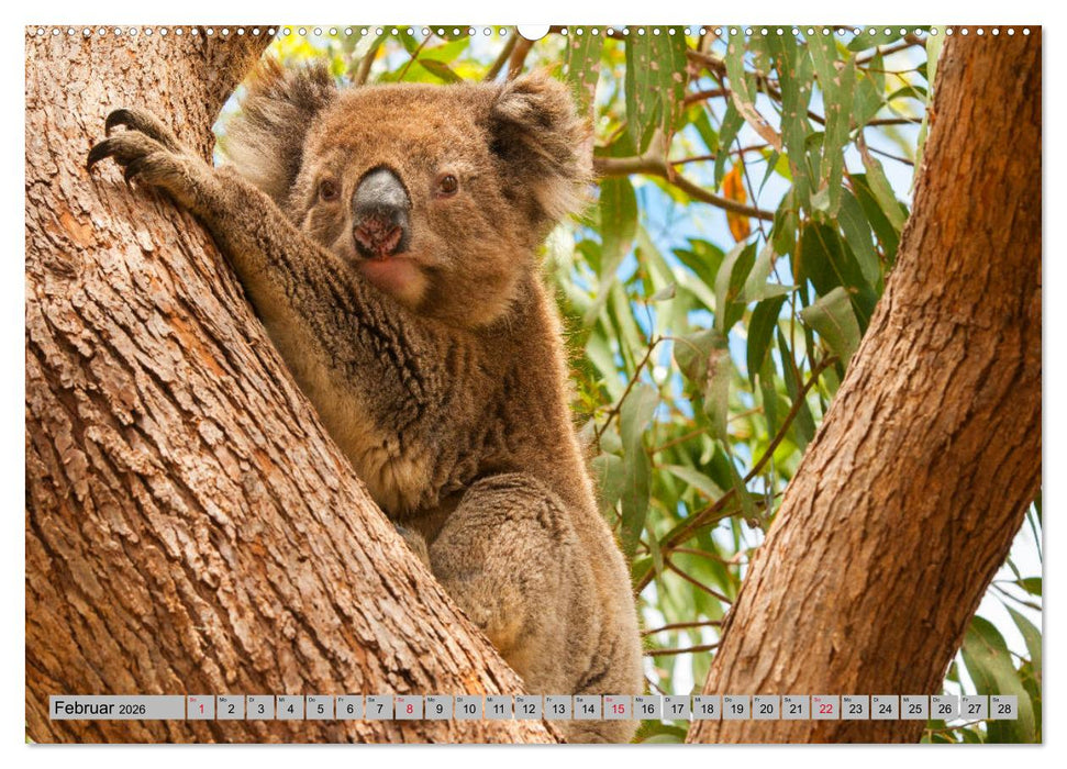 Australische Koalas (CALVENDO Wandkalender 2026)