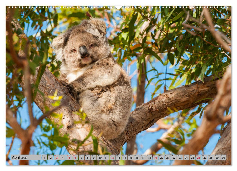 Australische Koalas (CALVENDO Wandkalender 2026)