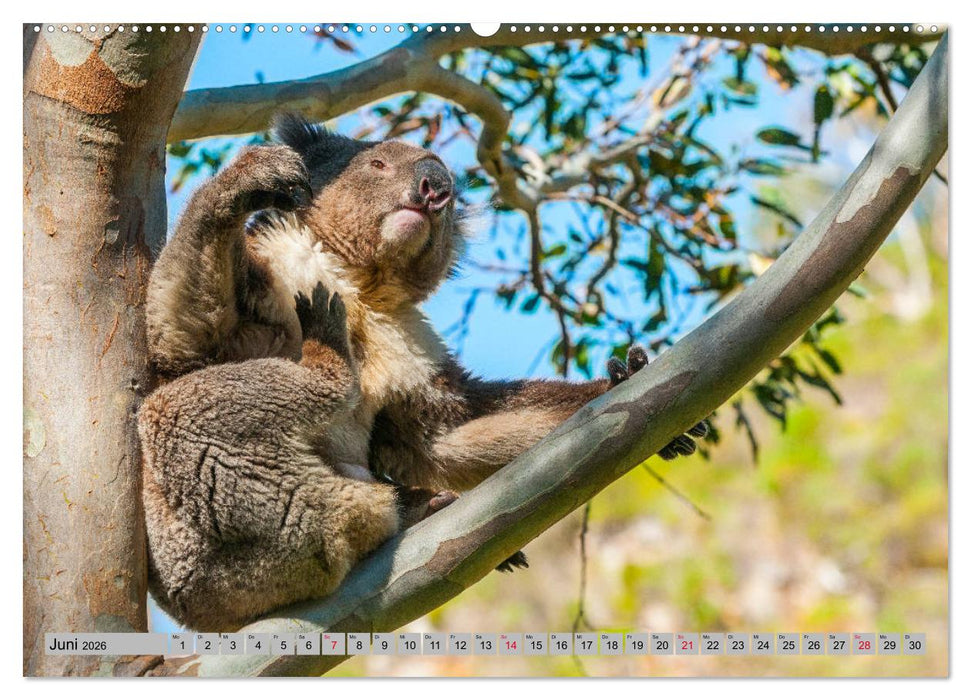 Australische Koalas (CALVENDO Wandkalender 2026)