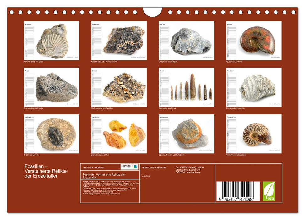 Fossilien - Versteinerte Relikte der Erdzeitalter (CALVENDO Wandkalender 2026)