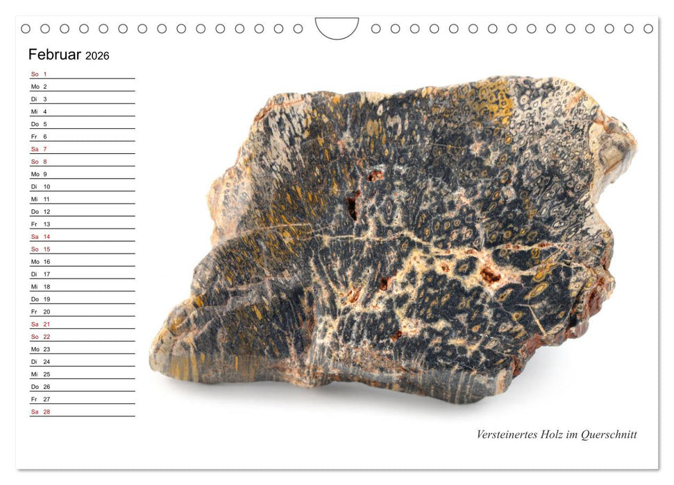 Fossilien - Versteinerte Relikte der Erdzeitalter (CALVENDO Wandkalender 2026)