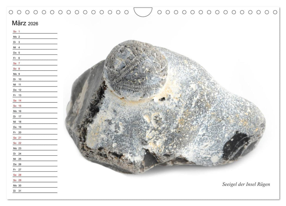 Fossilien - Versteinerte Relikte der Erdzeitalter (CALVENDO Wandkalender 2026)