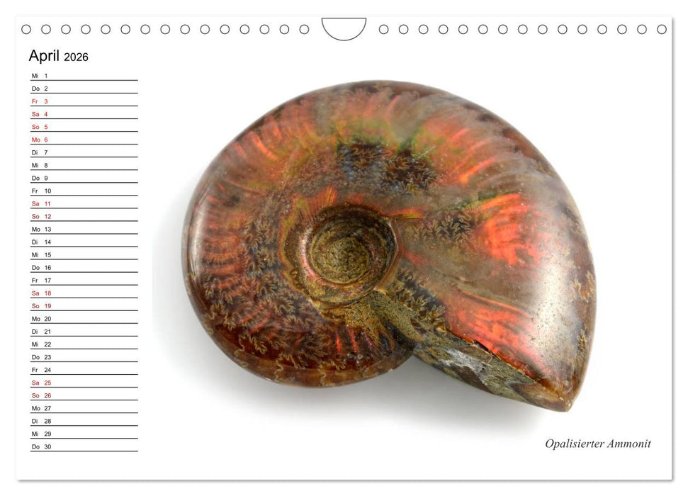 Fossilien - Versteinerte Relikte der Erdzeitalter (CALVENDO Wandkalender 2026)