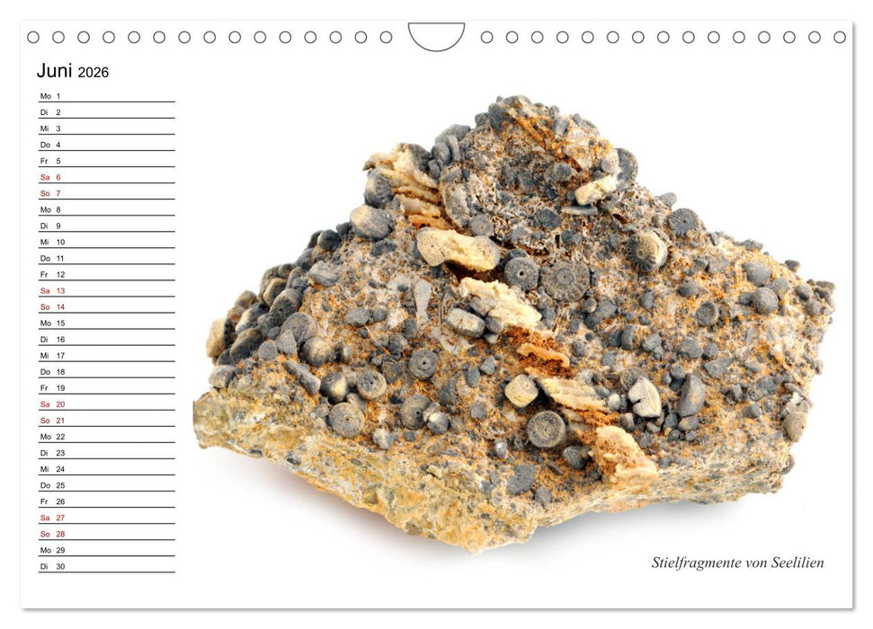 Fossilien - Versteinerte Relikte der Erdzeitalter (CALVENDO Wandkalender 2026)